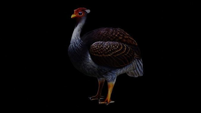 Realistic Turkey low poly Low-poly 3D model 4