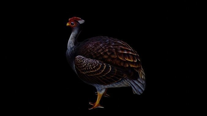 Realistic Turkey low poly Low-poly 3D model 6