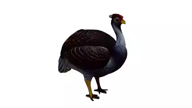 Realistic Turkey low poly
