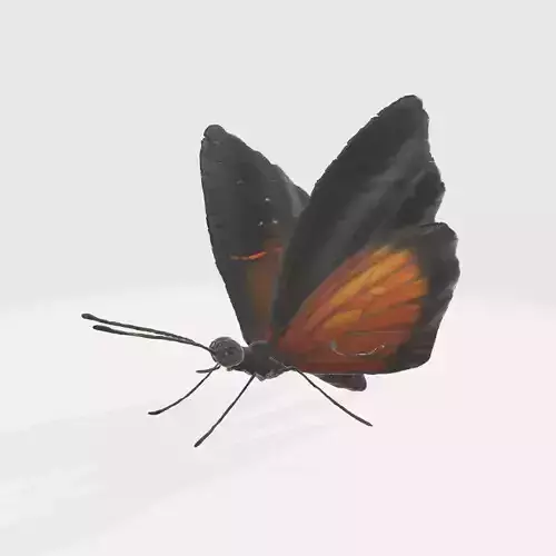 A black and orange butterfly  3D model