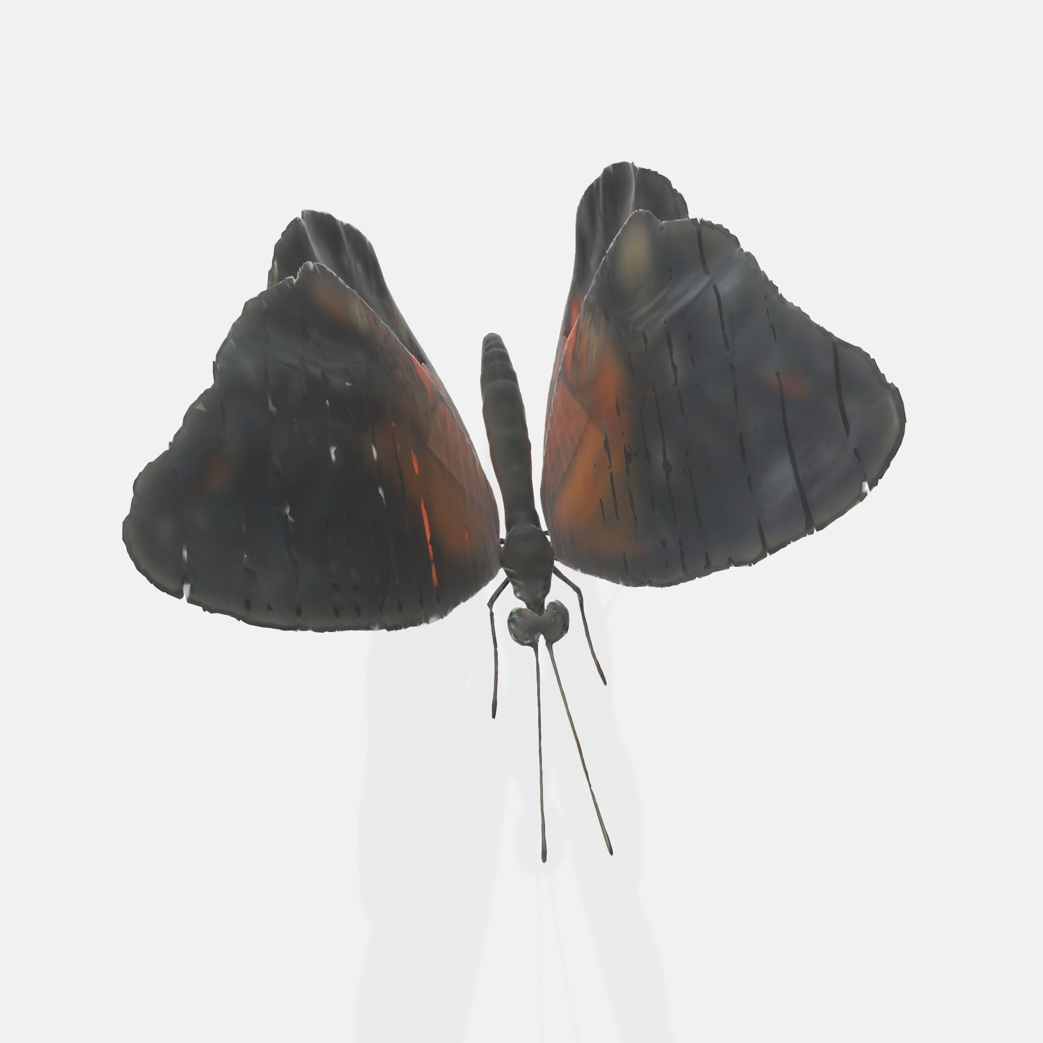 A black and orange butterfly  3D model_4