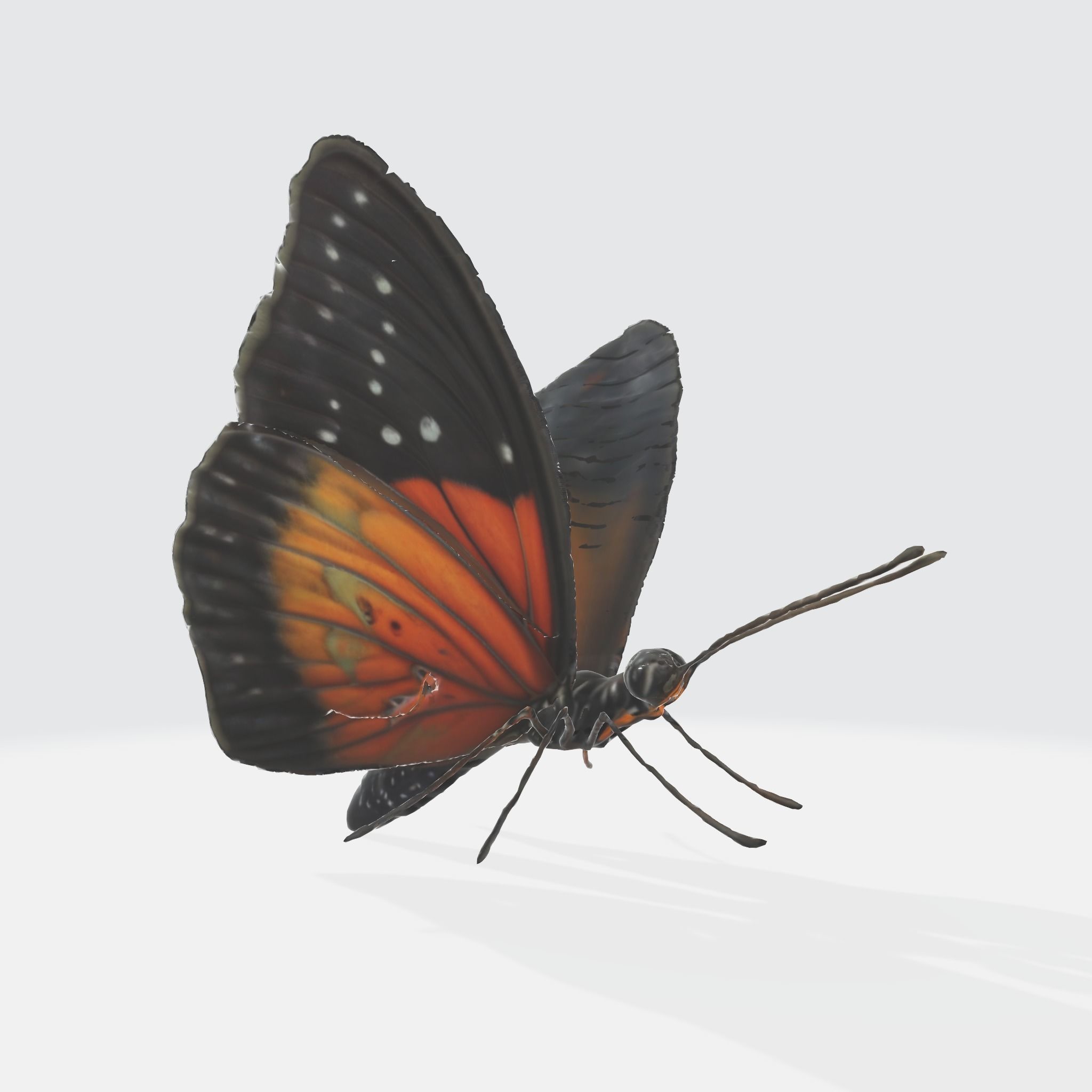 A black and orange butterfly  3D model_3
