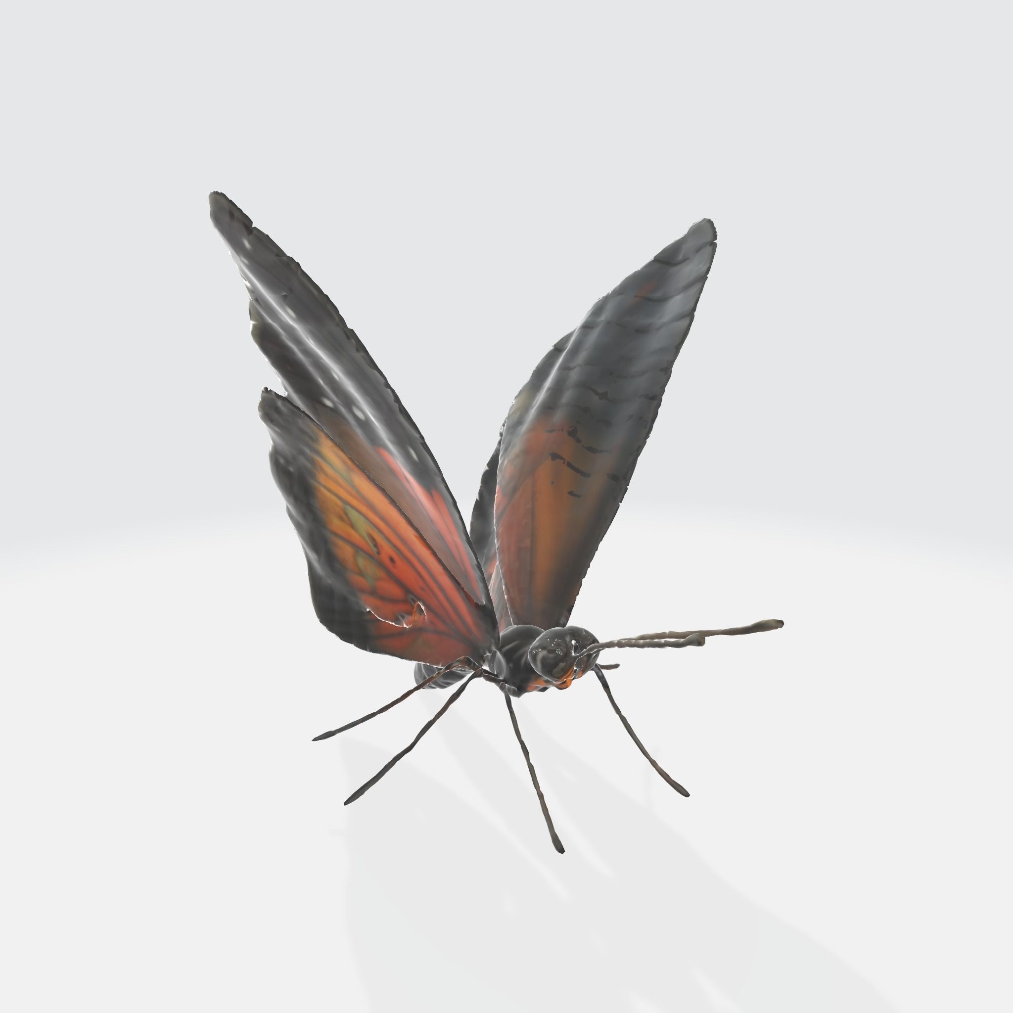 A black and orange butterfly  3D model_1