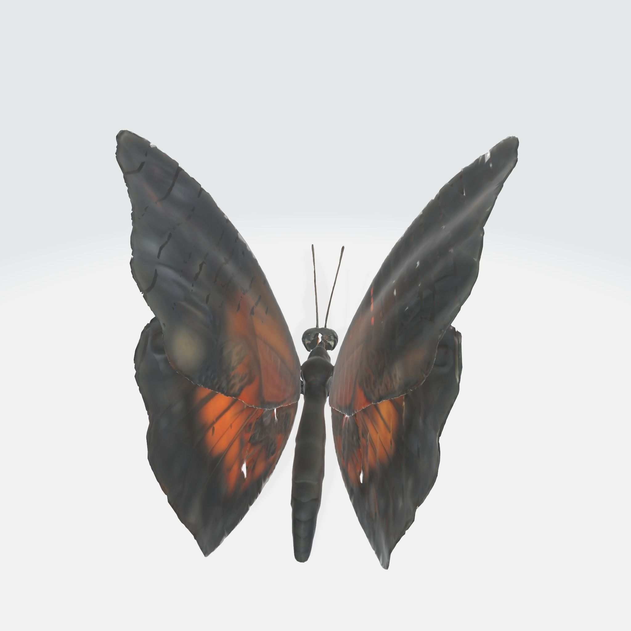 A black and orange butterfly  3D model_2
