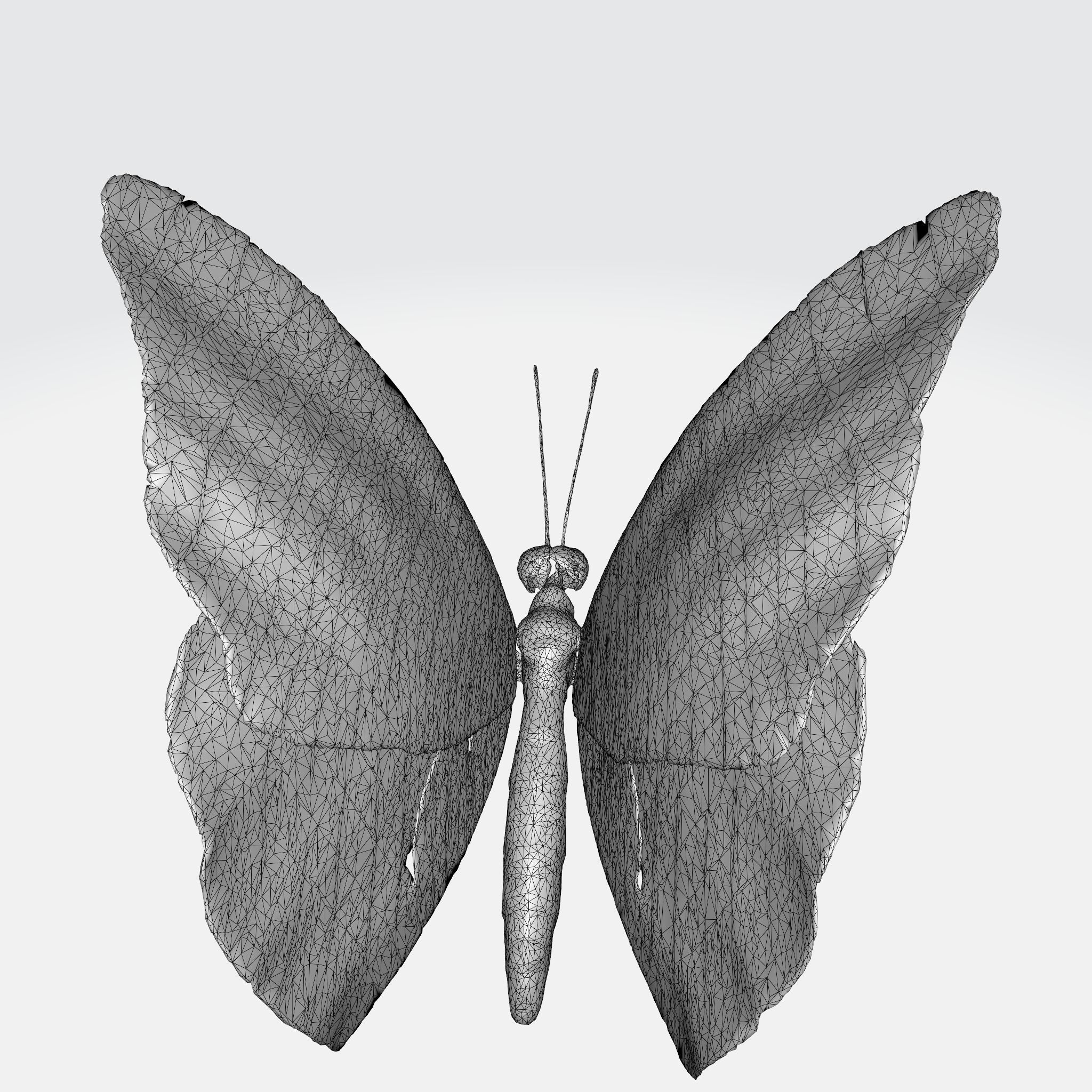 A black and orange butterfly  3D model_5