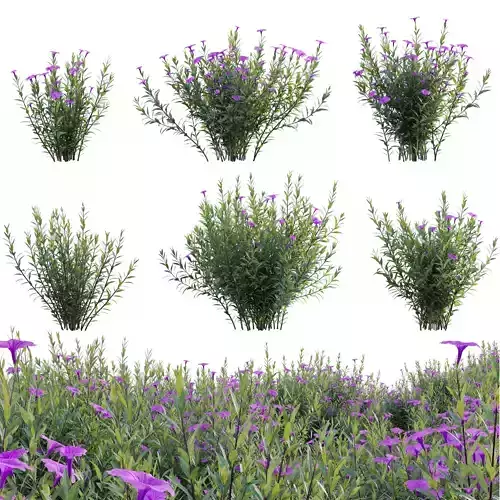 Ruellia brittoniana - Mexican Petunia