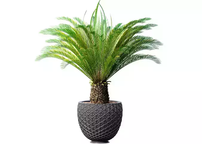 Decorative Evergreen Cycas Palm Tree in flower pot Urn Art Deco 