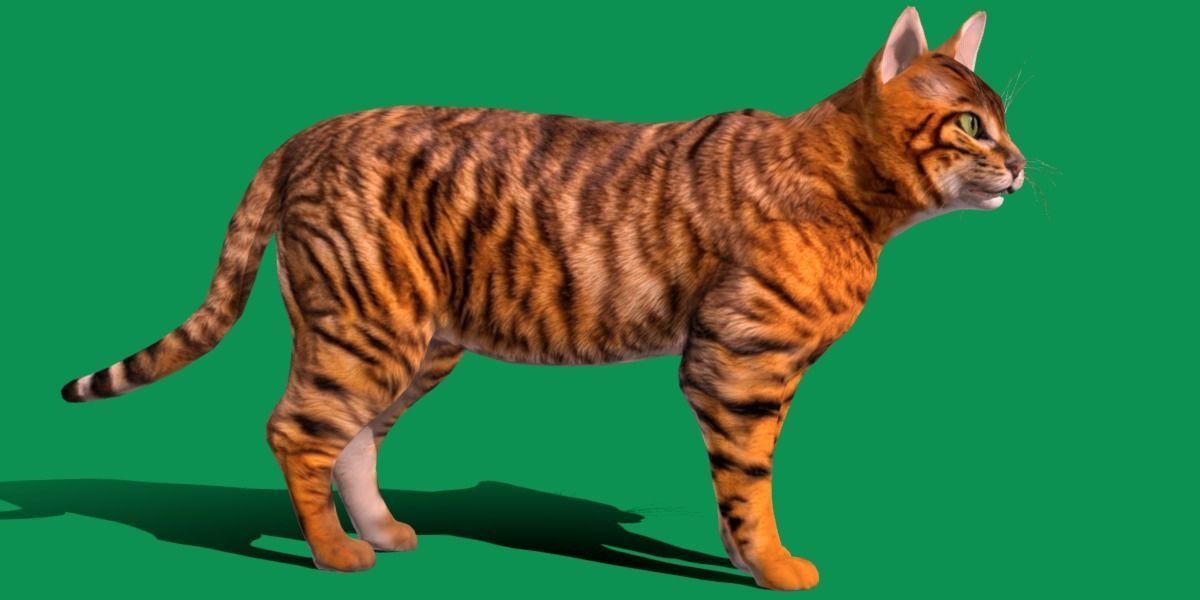 Toyger Cat Low-poly 3D model_22