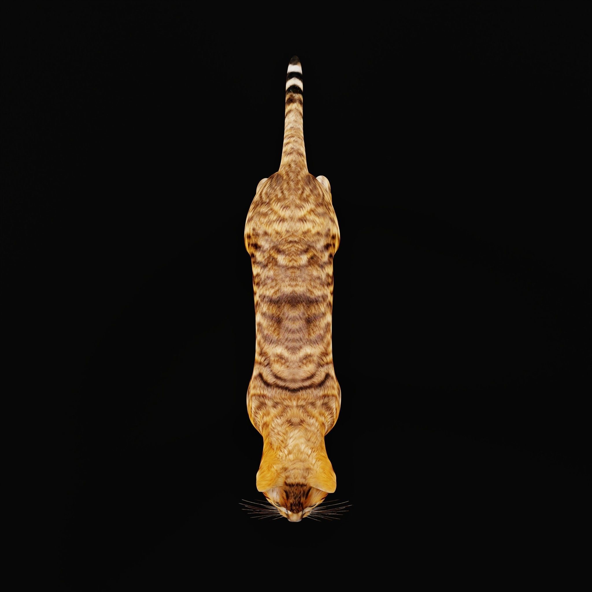 Toyger Cat Low-poly 3D model_34