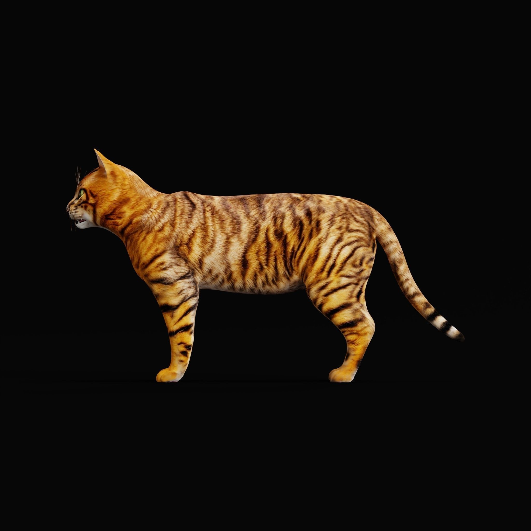 Toyger Cat Low-poly 3D model_36