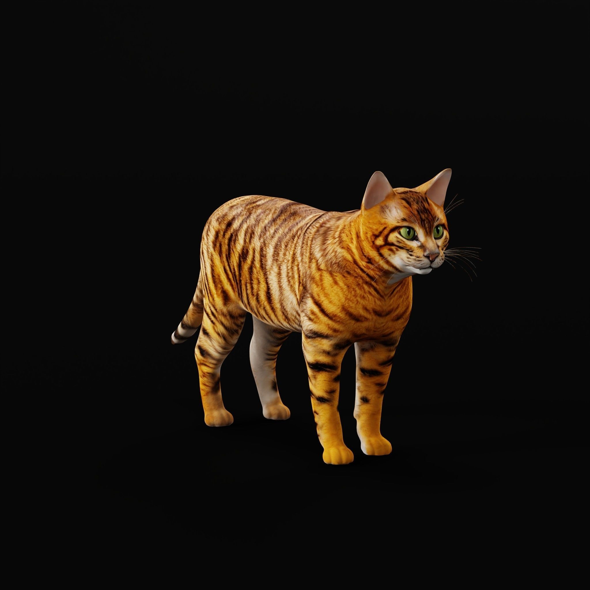 Toyger Cat Low-poly 3D model_30