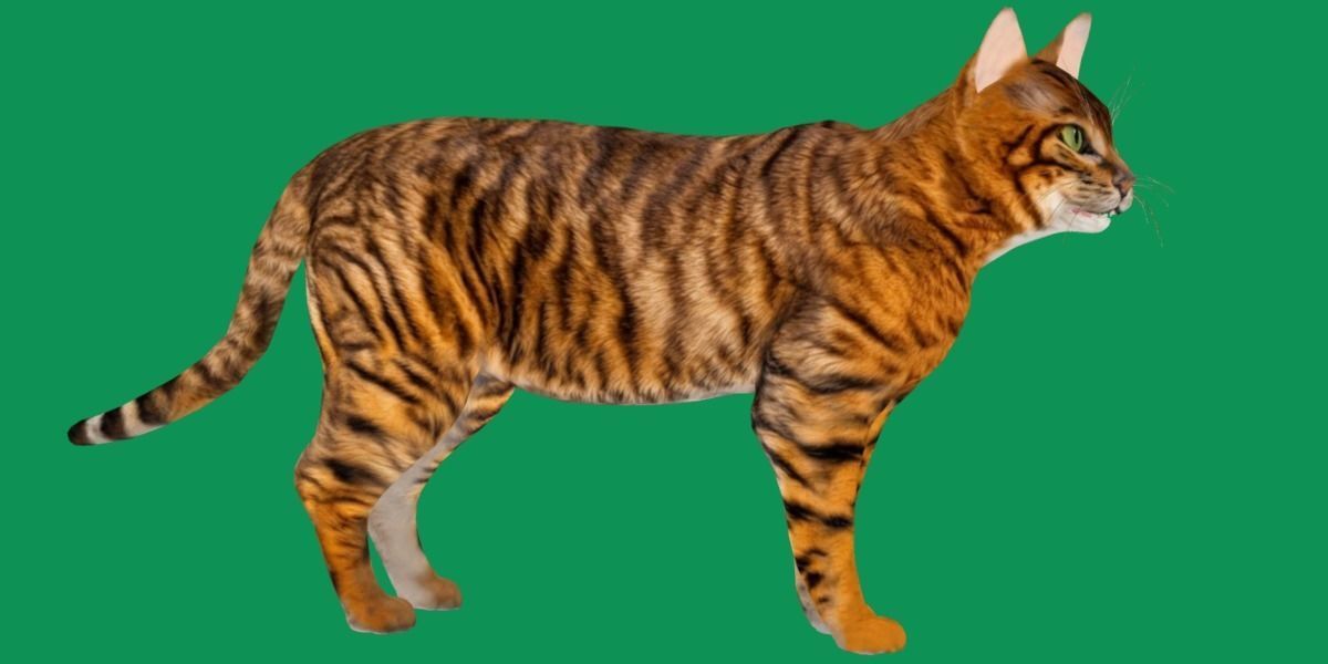 Toyger Cat Low-poly 3D model_25