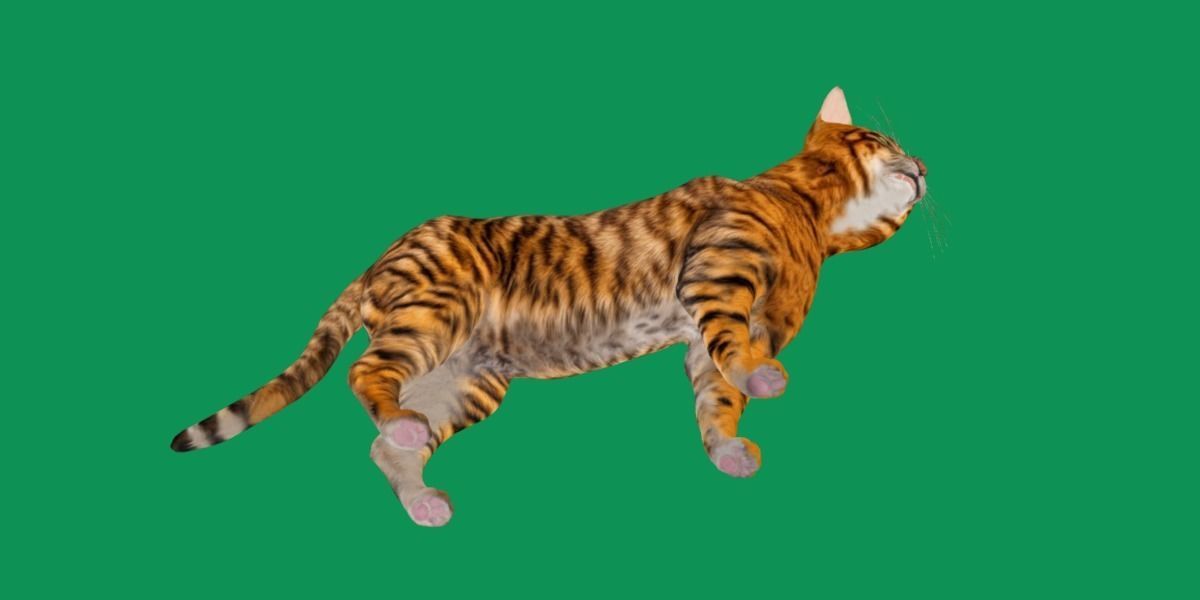 Toyger Cat Low-poly 3D model_26