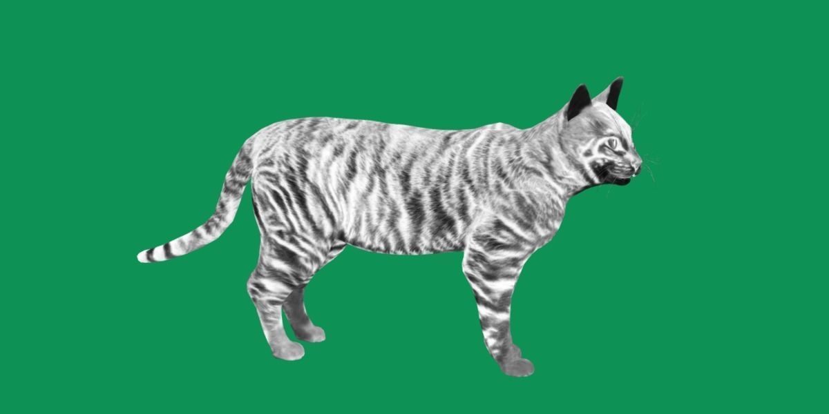 Toyger Cat Low-poly 3D model_7