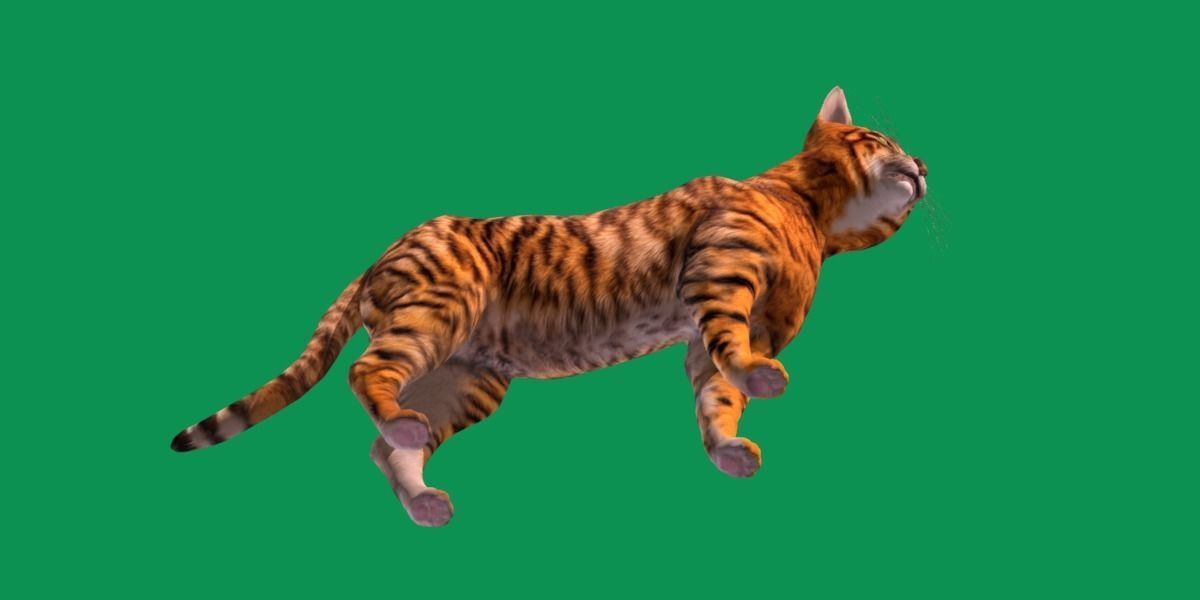 Toyger Cat Low-poly 3D model_27
