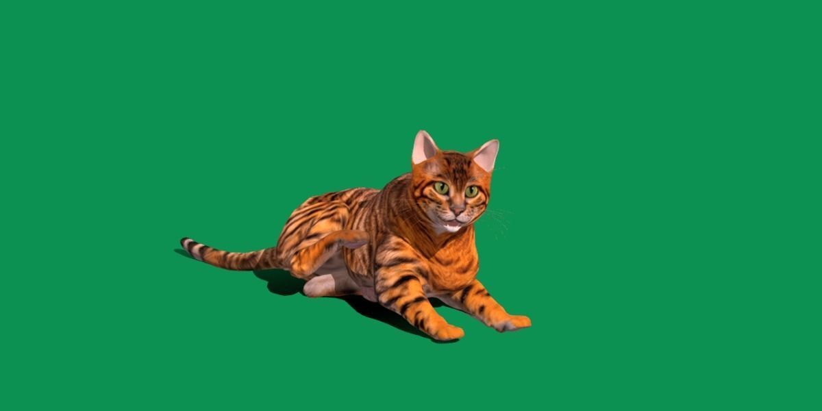 Toyger Cat Low-poly 3D model_29