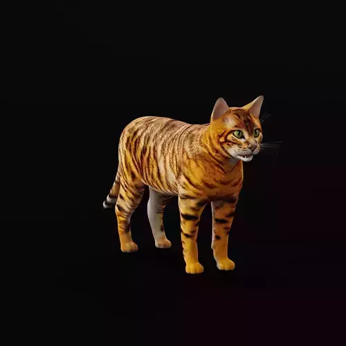 Toyger Cat
