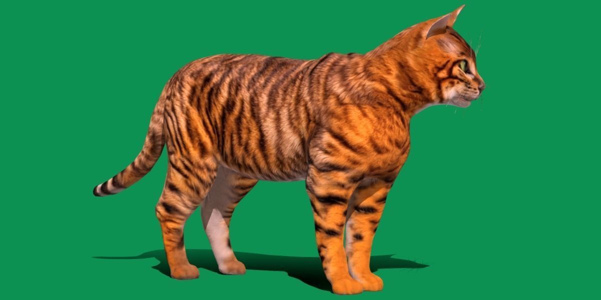 Toyger Cat Low-poly 3D model_5