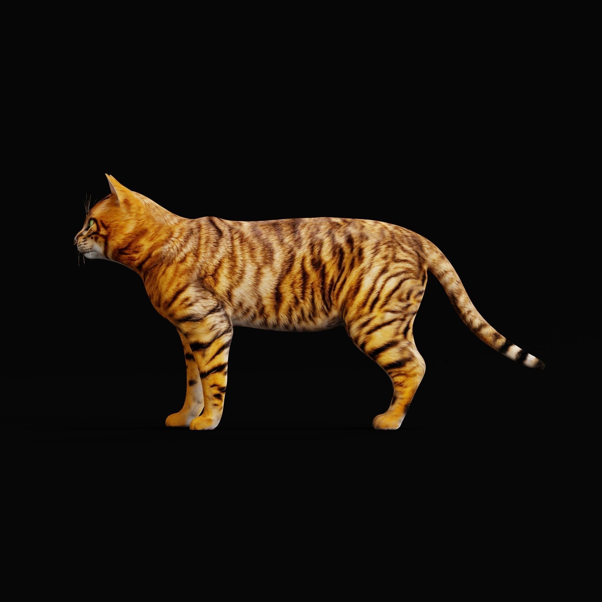 Toyger Cat Low-poly 3D model_33