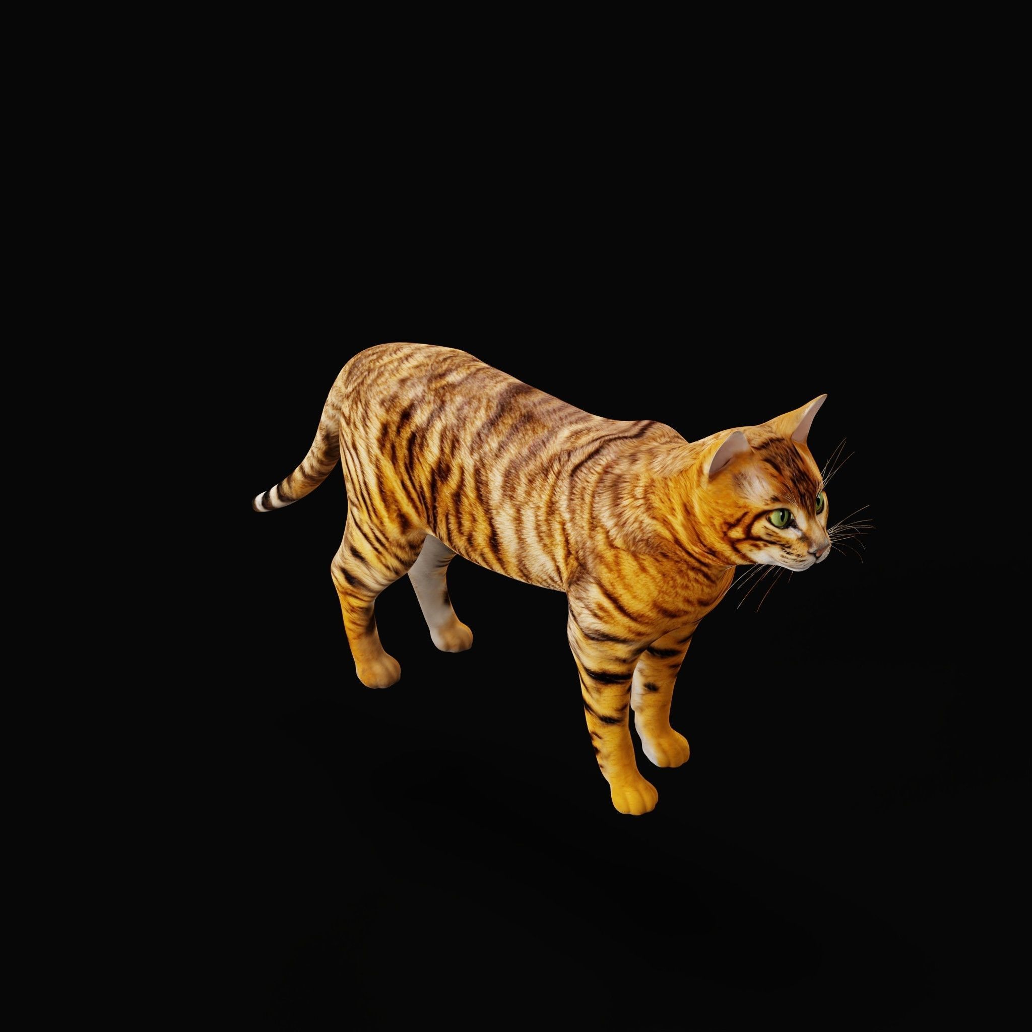 Toyger Cat Low-poly 3D model_32