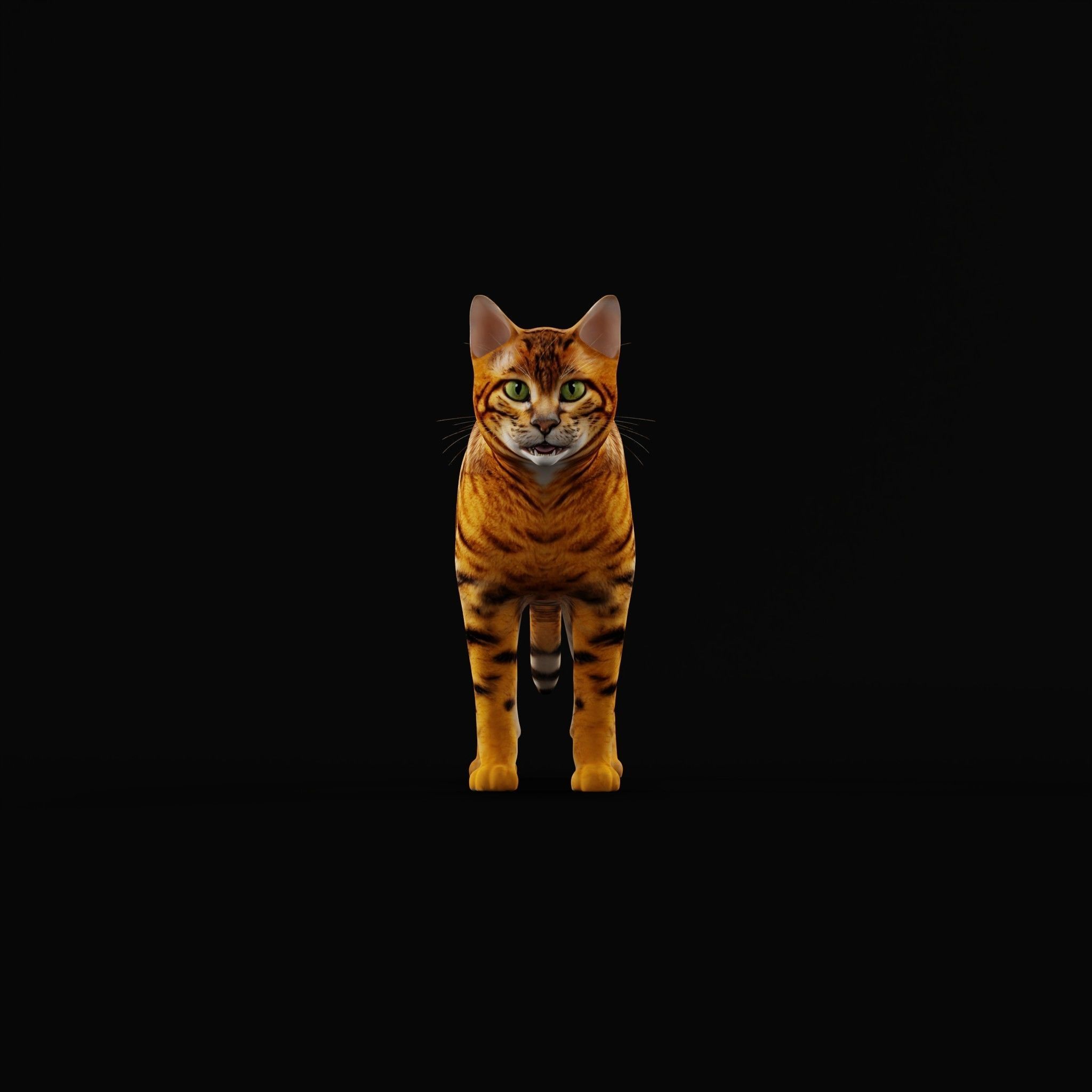 Toyger Cat Low-poly 3D model_35