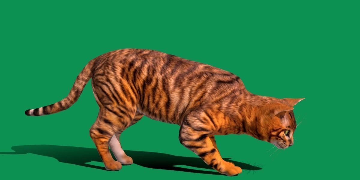 Toyger Cat Low-poly 3D model_19