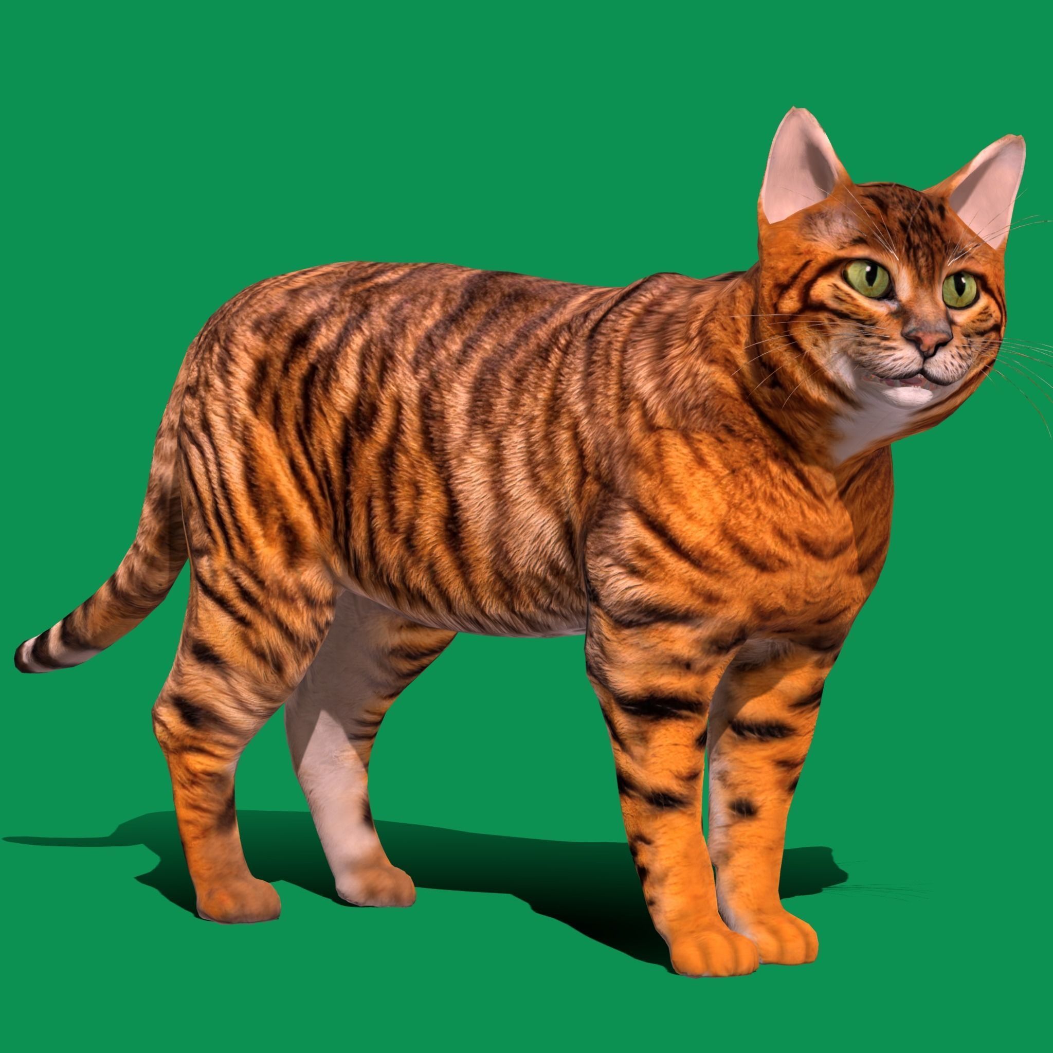 Toyger Cat Low-poly 3D model_20
