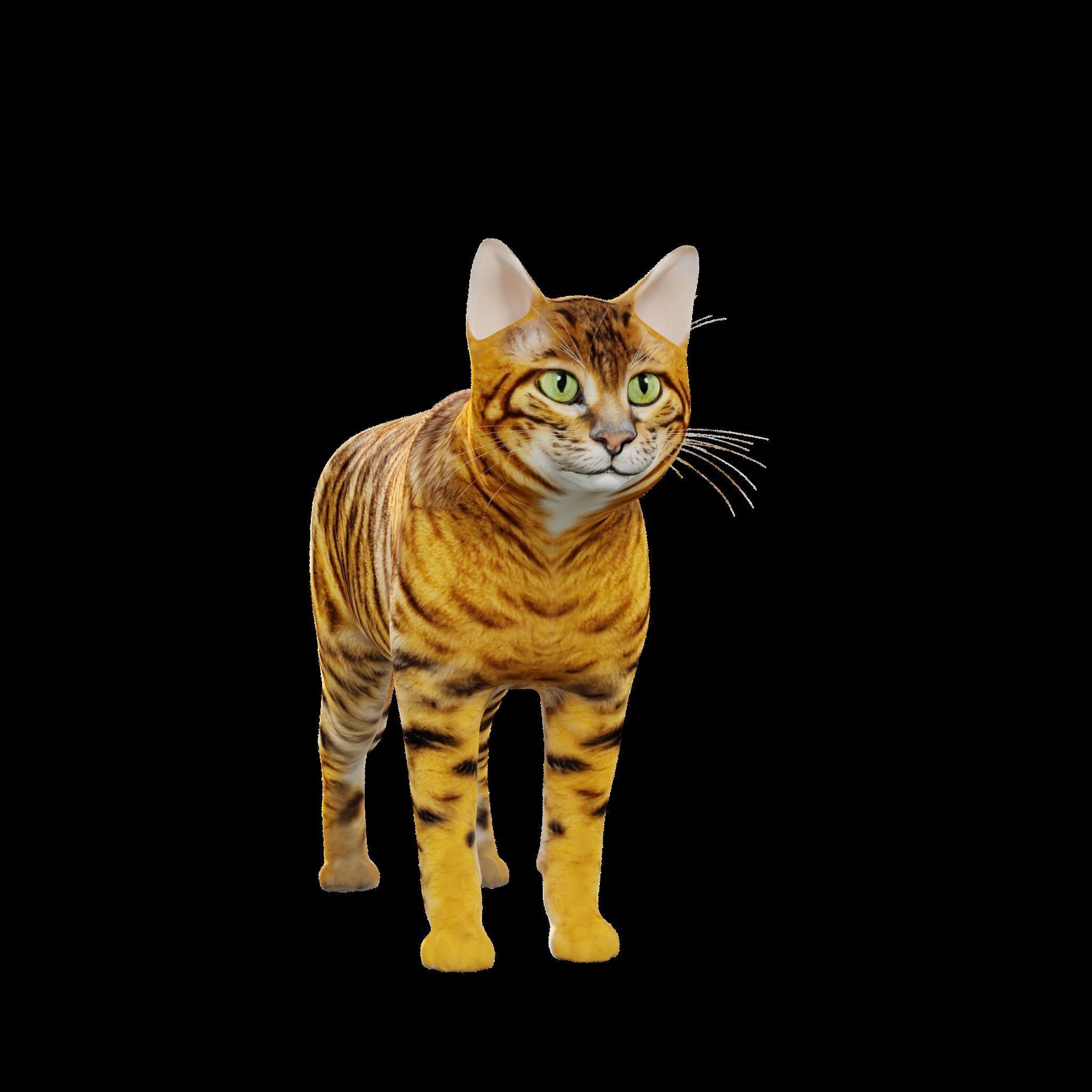 Toyger Cat Low-poly 3D model_2