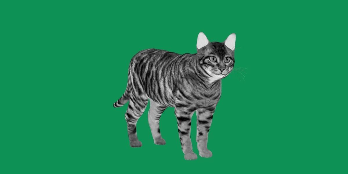 Toyger Cat Low-poly 3D model_8
