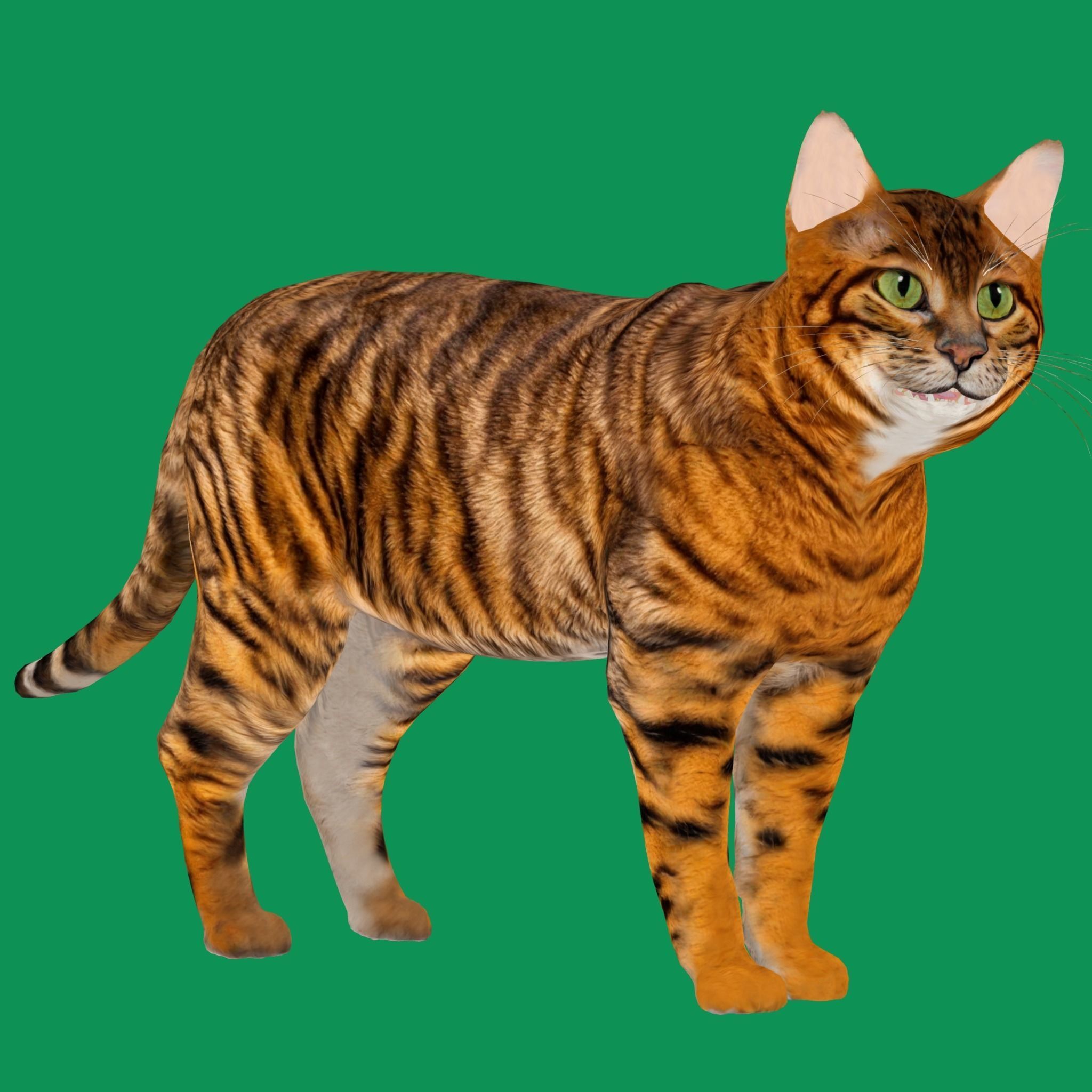 Toyger Cat Low-poly 3D model_21