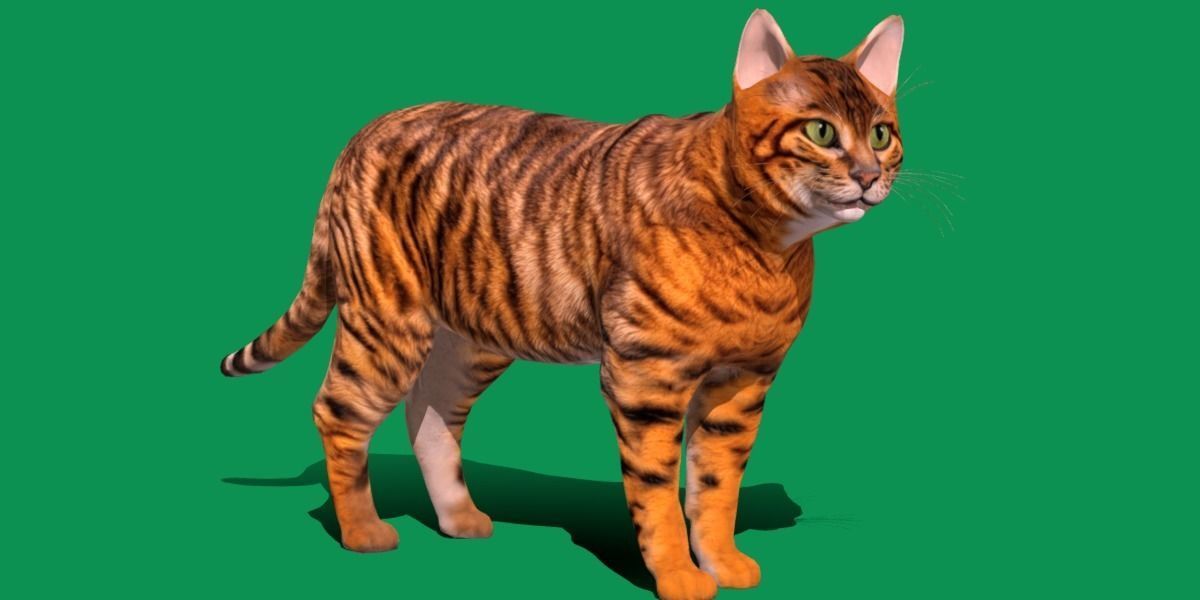 Toyger Cat Low-poly 3D model_16
