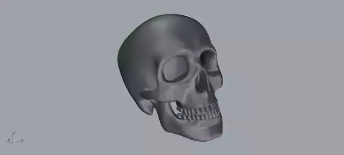 Skull