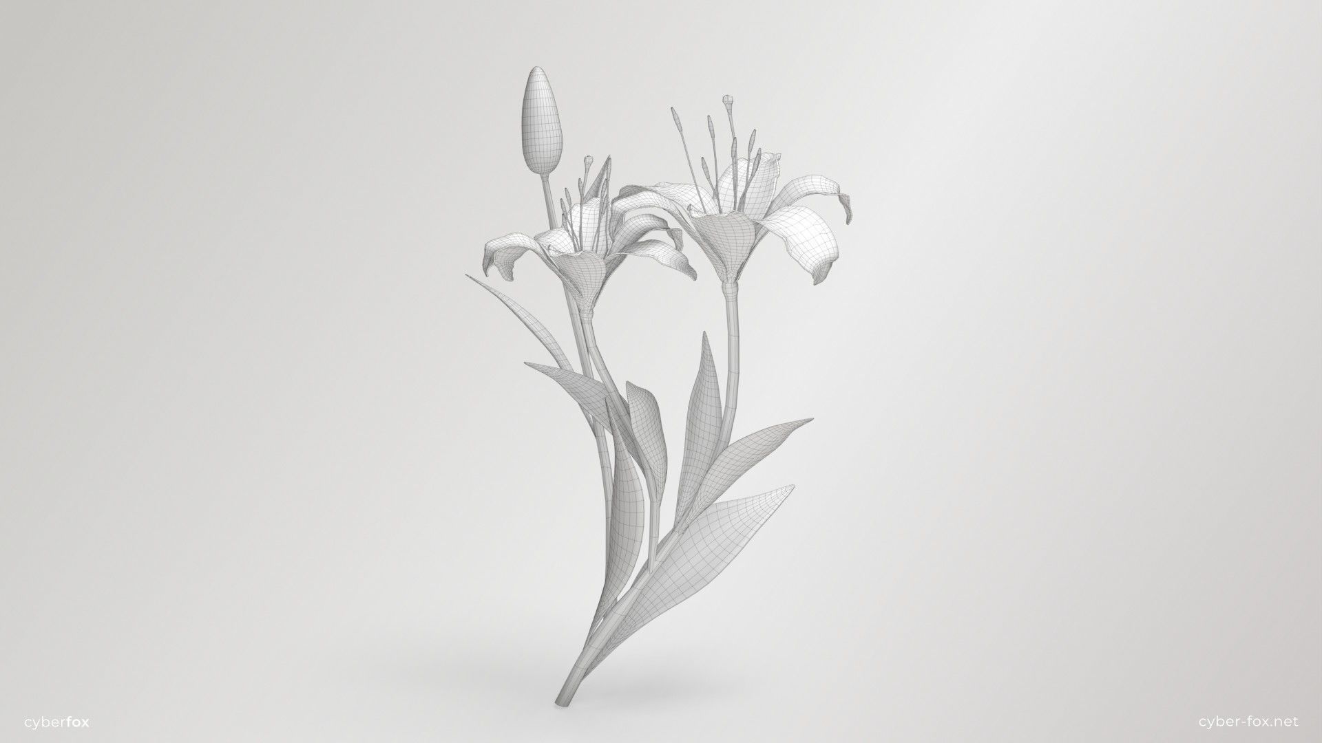 Lily Flower In 5 Colors Low-poly 3D model_16