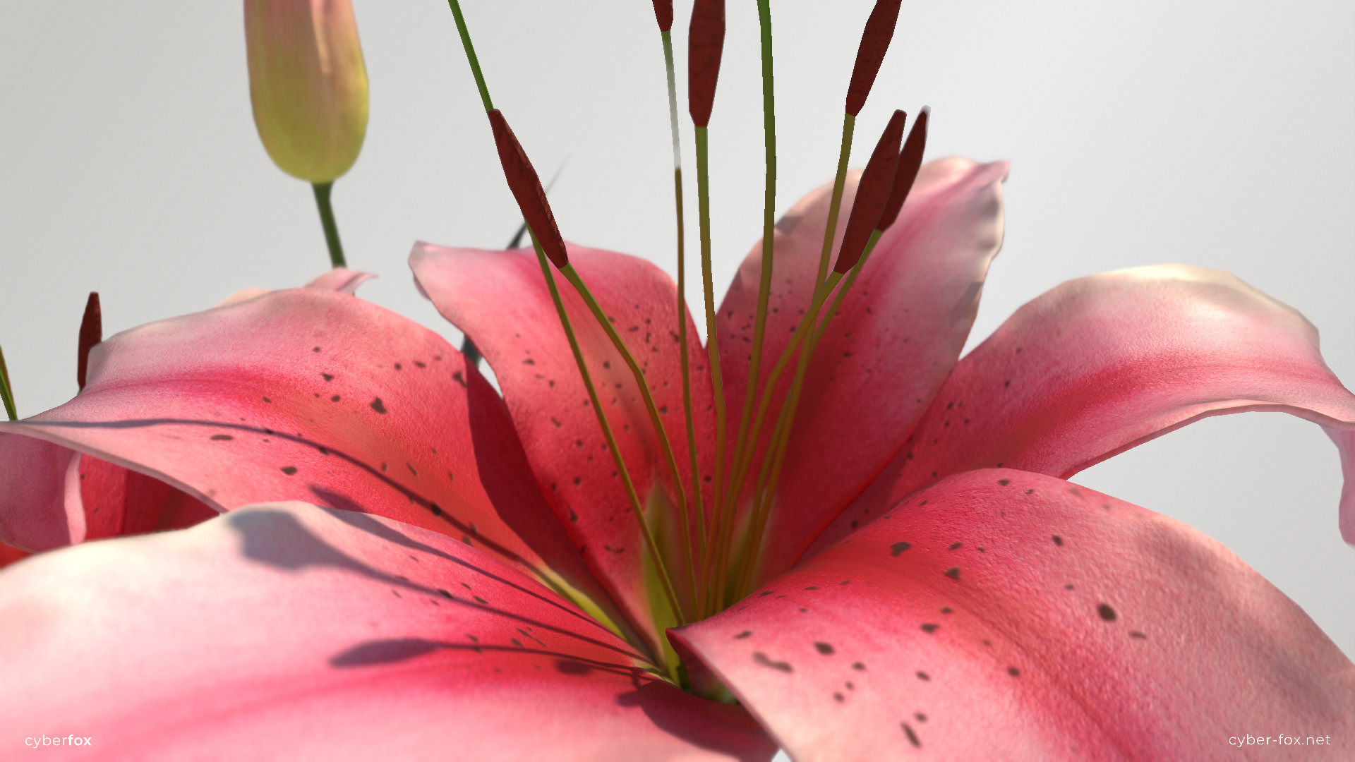 Lily Flower In 5 Colors Low-poly 3D model_4