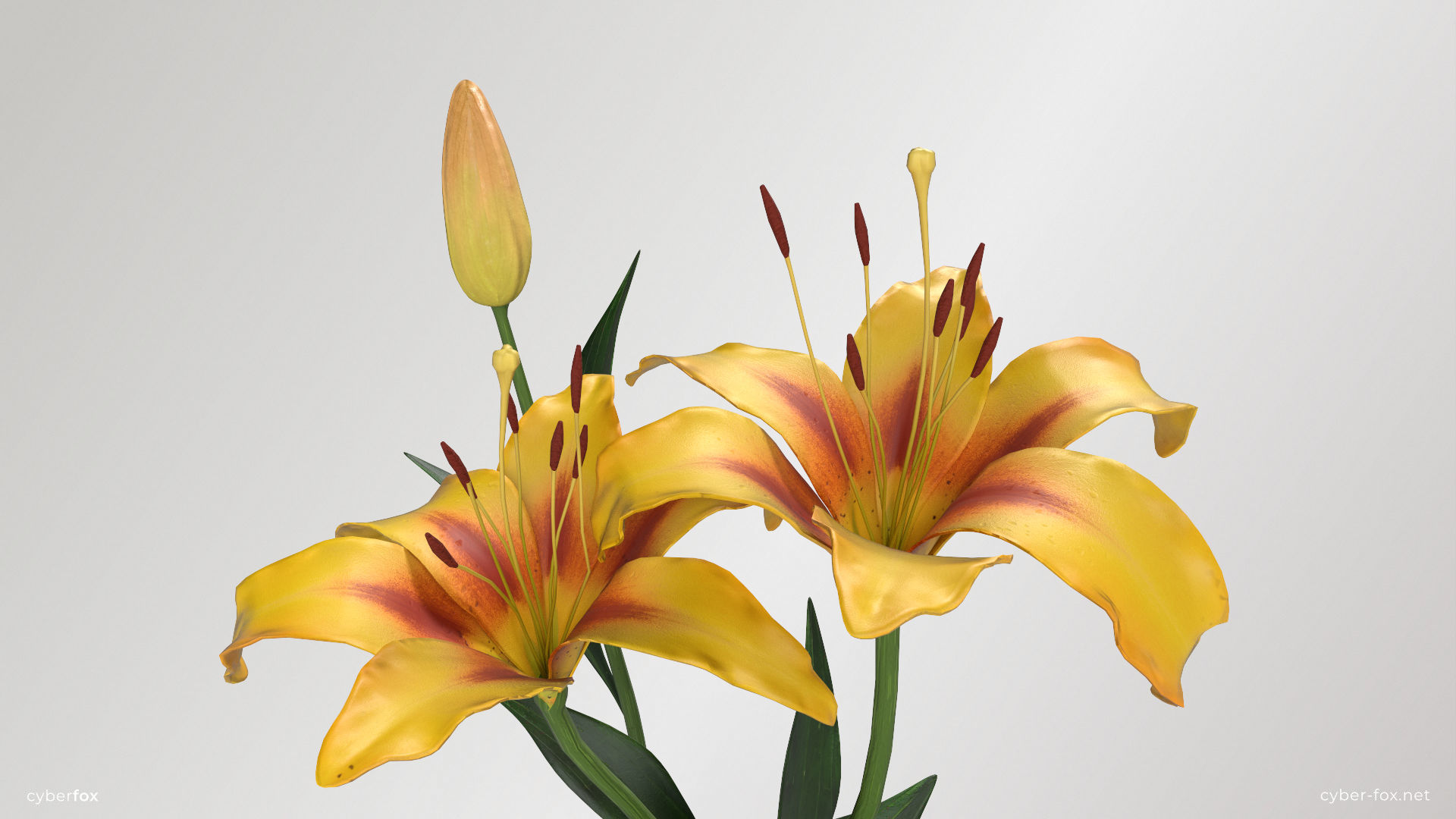 Lily Flower In 5 Colors Low-poly 3D model_9