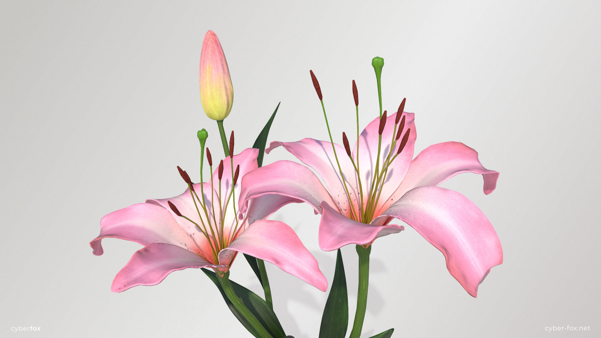 Lily Flower In 5 Colors Low-poly 3D model_13