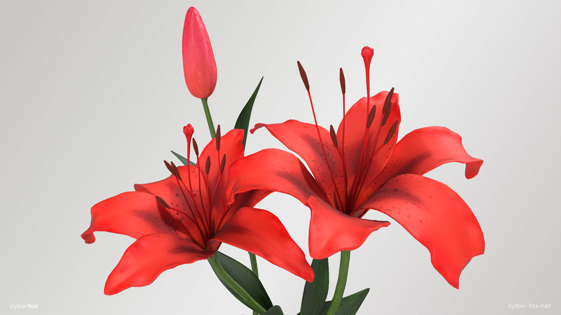 Lily Flower In 5 Colors Low-poly 3D model_11