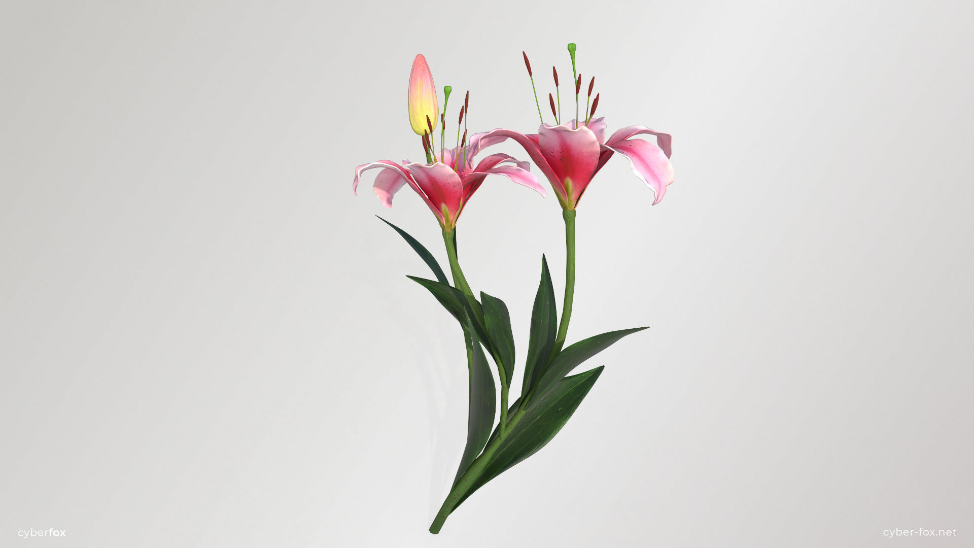 Lily Flower In 5 Colors Low-poly 3D model_1