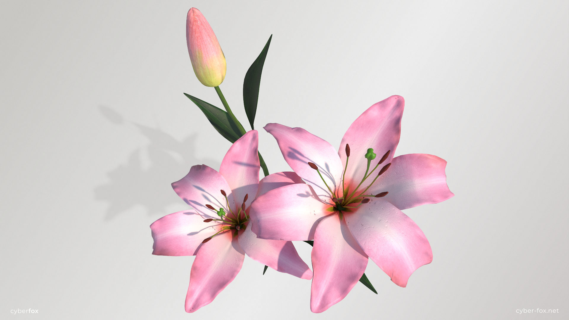 Lily Flower In 5 Colors Low-poly 3D model_12