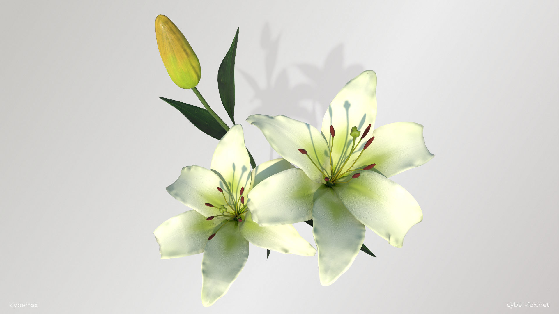 Lily Flower In 5 Colors Low-poly 3D model_6