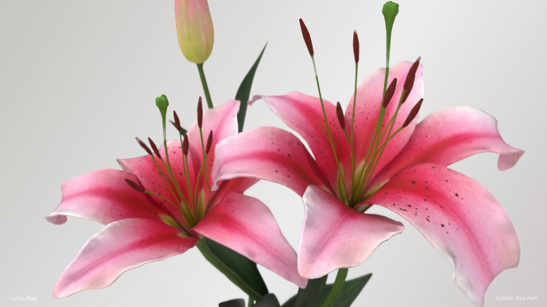 Lily Flower In 5 Colors Low-poly 3D model_3