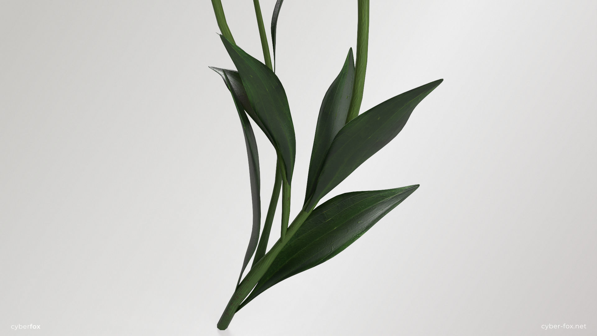 Lily Flower In 5 Colors Low-poly 3D model_5