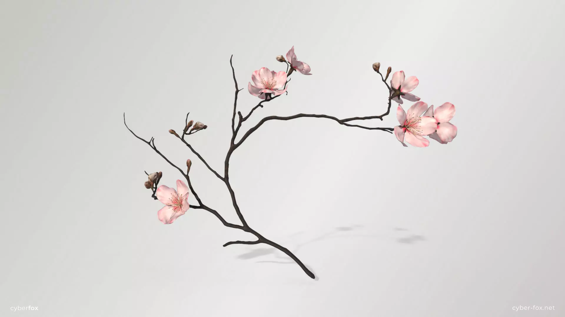 Sakura Branch Low-poly 3D model_0