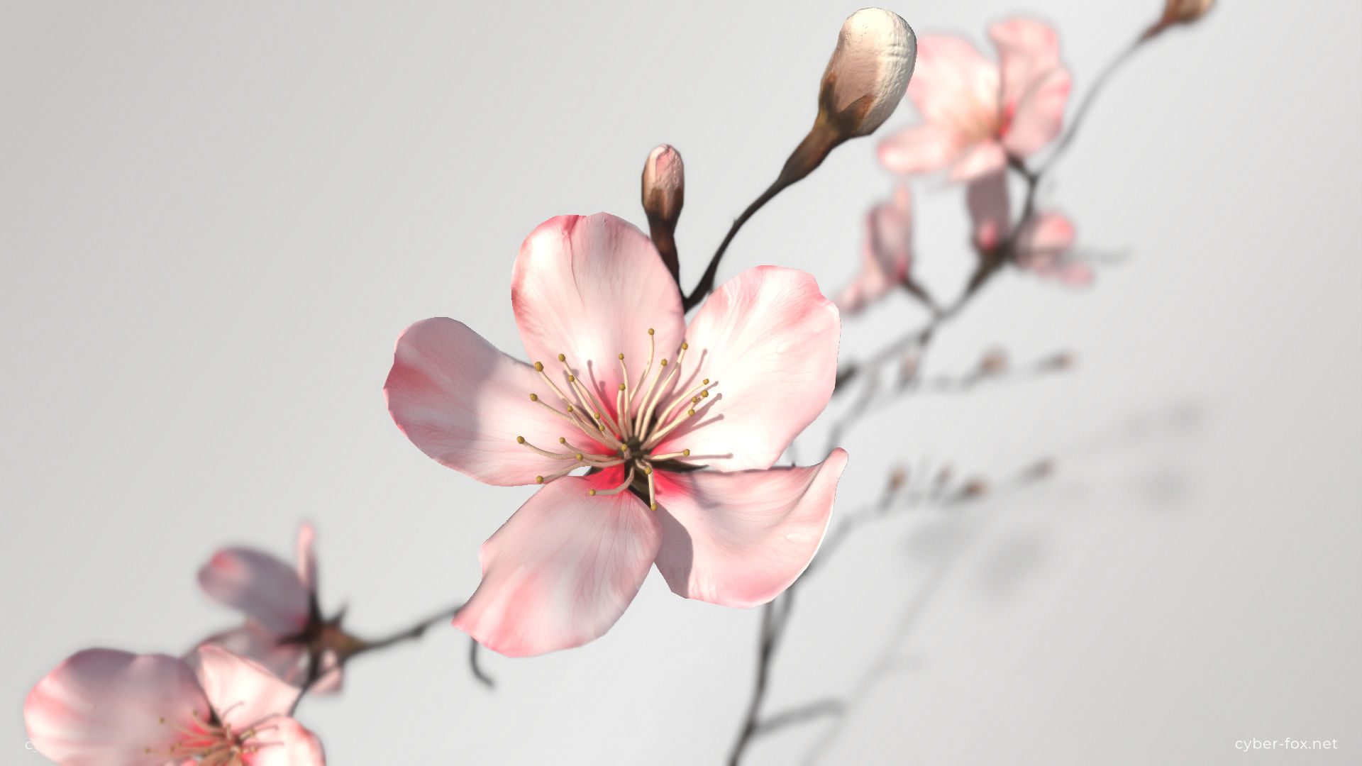 Sakura Branch Low-poly 3D model_4