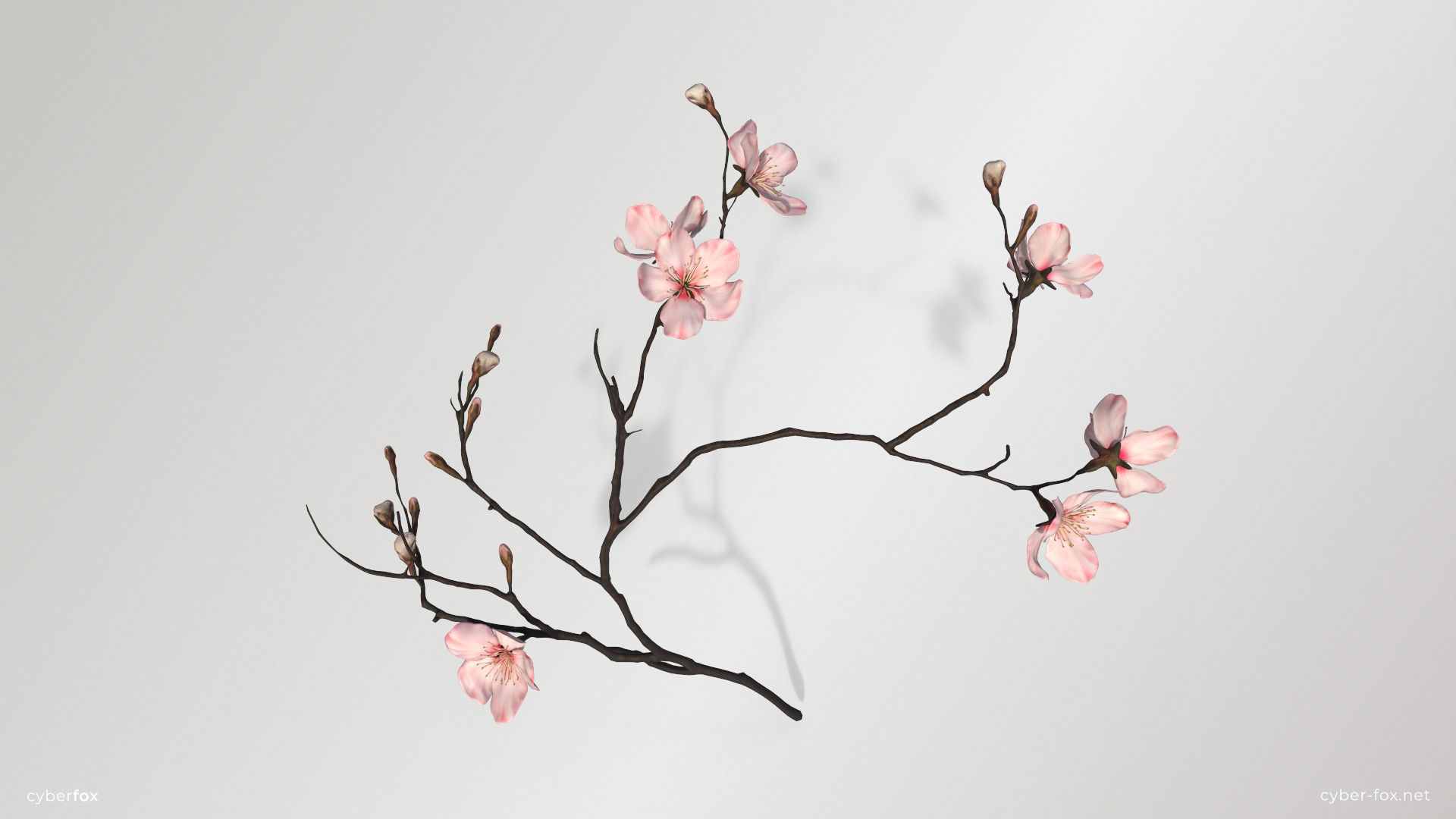 Sakura Branch Low-poly 3D model_2