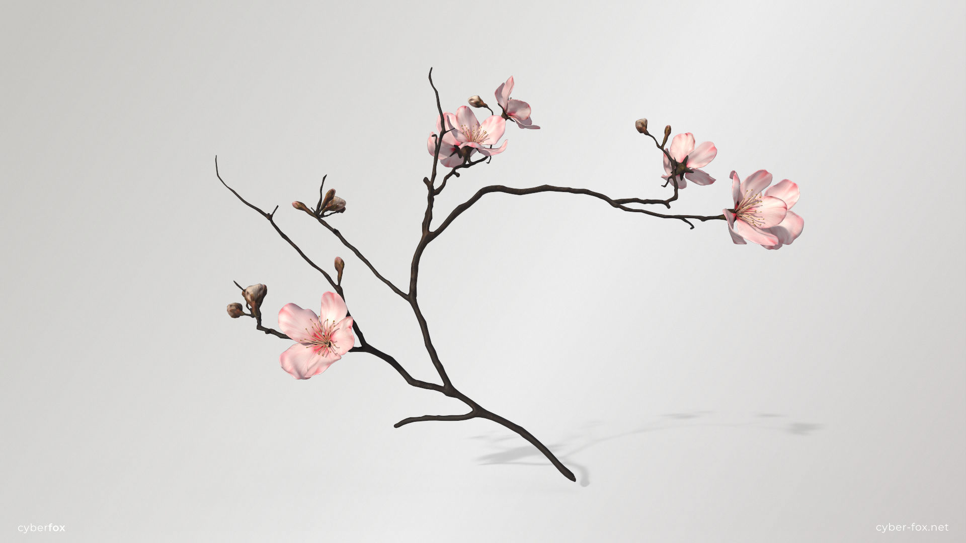 Sakura Branch Low-poly 3D model_1