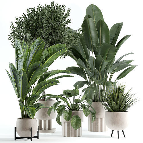 indoor plant 306 3D model
