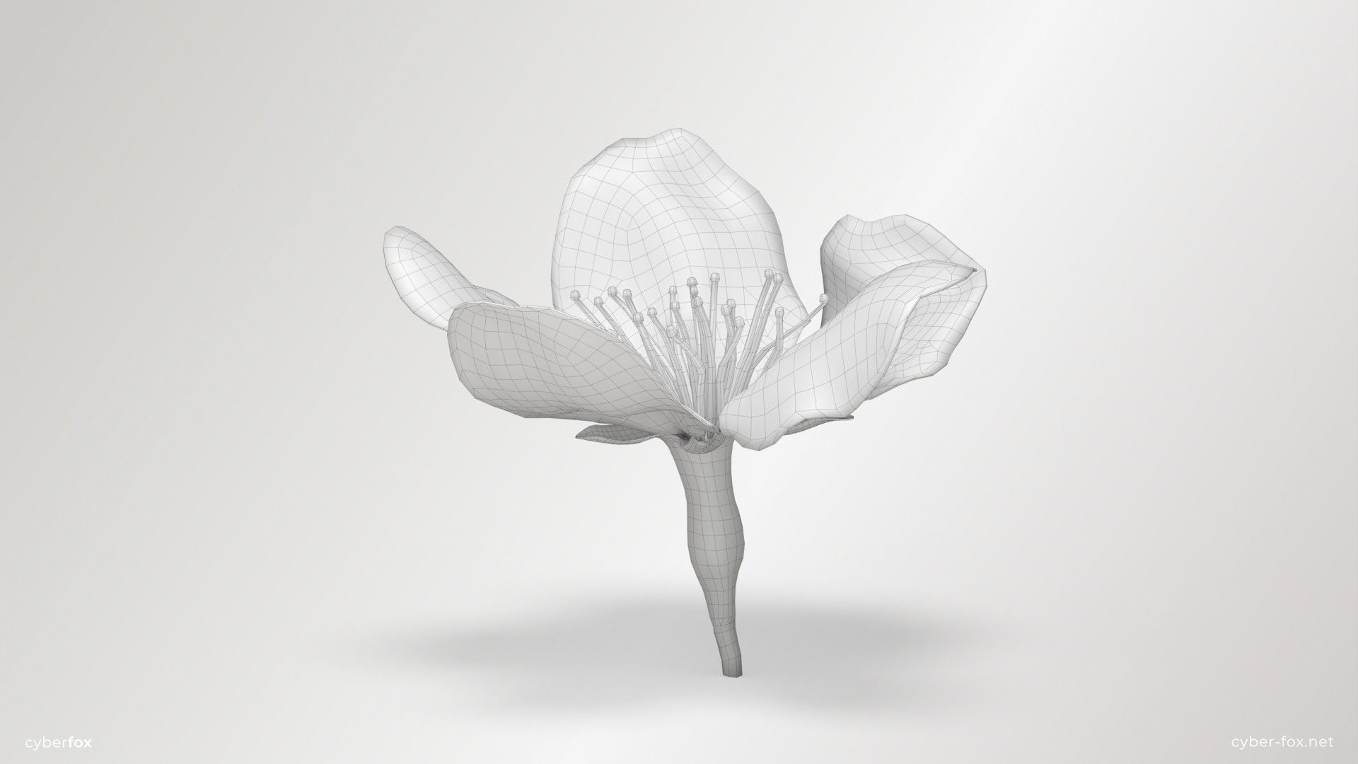 Sakura Flower Low-poly 3D model_6