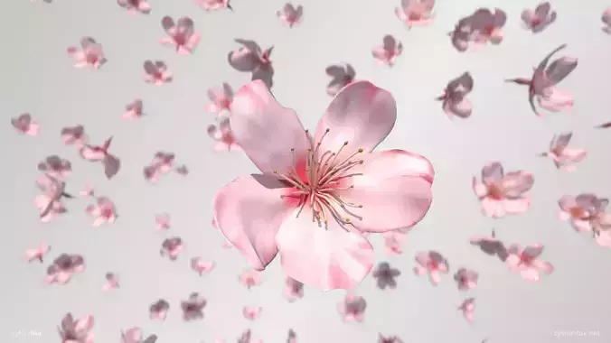 Sakura Flower