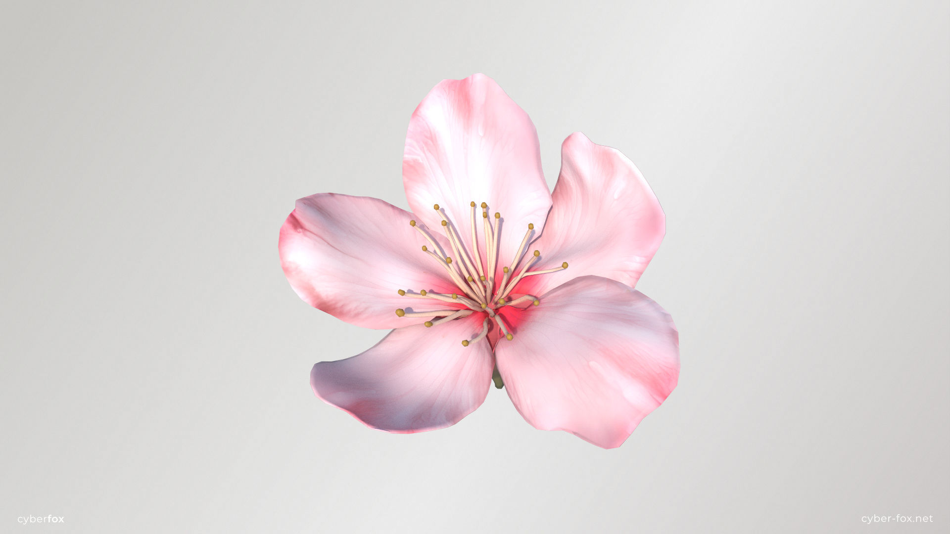 Sakura Flower Low-poly 3D model_2